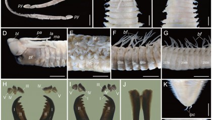 取名“福建岩虫”!厦大团队发现中国海岩虫属新物种