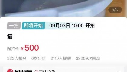 江苏一法院拍卖一只狸花猫,为主人抵债!