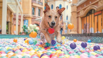 从“情感经济”到“新兴产业” 江苏“TA”里淘金