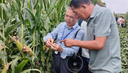 安徽濉溪:新质生产力赋能玉米产业 激活农业发展新动能