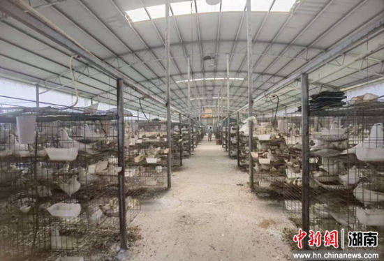 湖南江永发展鸽子产业振兴乡村