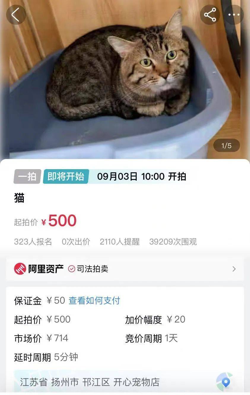 江苏一法院拍卖一只狸花猫，为主人抵债！