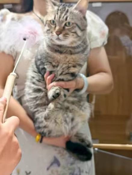 江苏一法院拍卖一只狸花猫，为主人抵债！